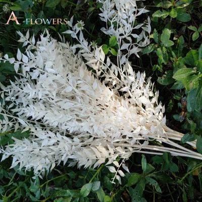 【CC】 20/35g/Bunch Dried Flowers Ruscus Leaves for Boho Wedding Decoration Rich Money Room Artificial