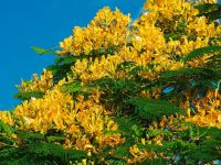 30 เมล็ด เมล็ดพันธุ์ หางนกยูงฝรั่ง สีเหลือง Flame Tree, Flamboyant, Royal Poinciana