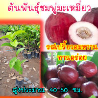 1 ต้น )ต้นพันธุ์ชมพู่มะเหมี่ยว ต้นแข็งแรงพร้อมจัดส่ง สูงประมาณ 40-50 ซม.จัดส่งพร้อมถุงเพาะชำ 1-3 วันรับสินค้า!!