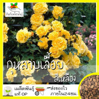 เมล็ดพันธุ์ กุหลาบเลื้อย กุหลาบ สีเหลือง 20 เมล็ด Yellow Rose Seed เมล็ดพันธุ์แท้ นำเข้าจากต่างประเทศ ปลูกผัก สวนครัว