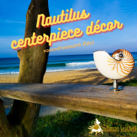 Andaman seashell หอยงวงช้างธรรมชาติ ตั้งโชว์ (Nautilus pompilius)