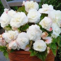 15 เมล็ดพันธุ์ ต้นบีโกเนีย Begonia เป็นดอกไม้ ต้นไม้ ที่แทนสัญลักษณ์แห่งความรัก อัตราการงอก 80-85%