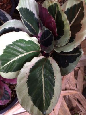 คล้าม่วงนารี Calathea sp. เป็นไม้ใบสวย ไม้มงคลเสริมโชคลาภ ชอบแดดรำไร จัดส่งกระถาง8นิ้ว