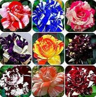 30 เมล็ด เมล็ดพันธุ์ กุหลาบ Rose seed คละสี คละสายพันธุ์ ดอกหอม นำเข้าจากต่างประเทศ พร้อมคู่มือ เมล็ดสด ใหม่