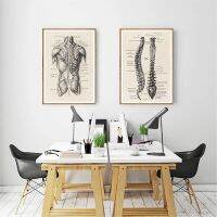 Human Anatomy Skeleton Medical Vintage งานศิลปะภาพผนังกล้ามเนื้อโปสเตอร์ Nordic ผ้าใบพิมพ์การศึกษาภาพวาด Modern Decor