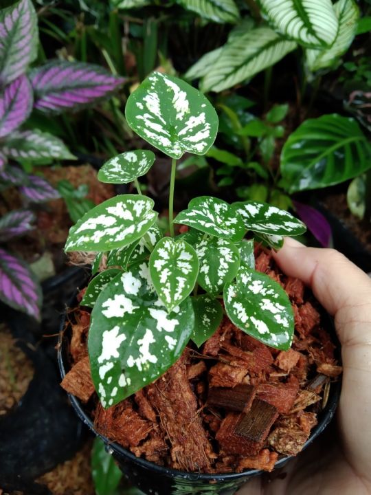 พญาเศวต-พระยาเศวต-caladium-humboldtii-raf-schott-ไม้ประดับ-ไม้ล้มลุก-ไม้มงคลส่งเสริมบารมี-ชอบแดดรำไรถึงแดดครึ่งวันเช้า-ชอบน้ำปานกลาง-กระถาง4นิ้ว