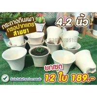 กระถางปากแตรสามขา 4.2*3.8 ยกโหล / 12ใบ