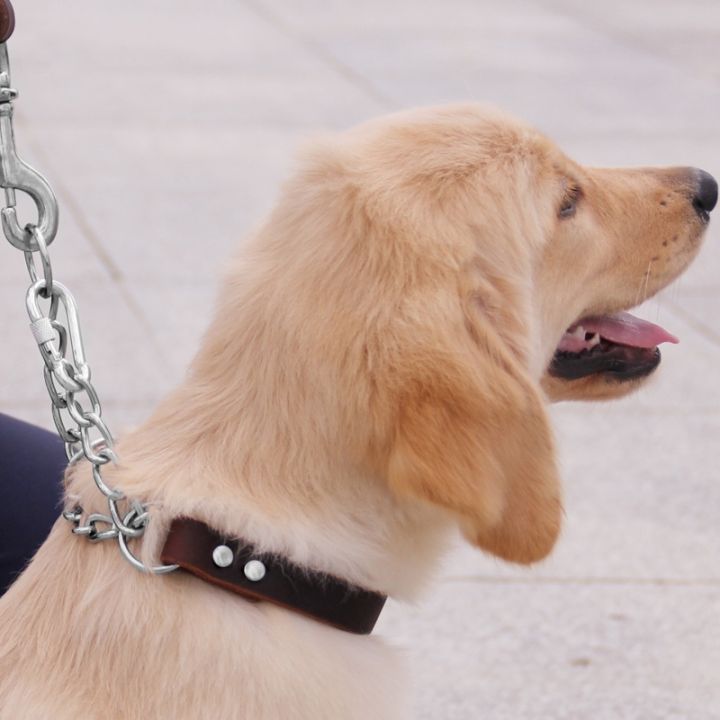 papi-pet-ปลอกคอสุนัขปลอกคอสุนัขหนังแท้โซ่-p-ปลอกคอฝึกหัดหนังแท้เหล็กสแตนเลสสำหรับสุนัขเล็กกลางใหญ่