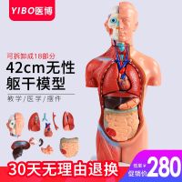 42 cm asexual solution human torso model plane model body solution muscles of the digestive system model can be used to remove