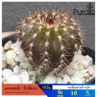 ต้นกระบองเพชร แคคตัส แผงคอม้า Uebelmannia pectinifera ไม้เมล็ด #cactus #แคคตัส