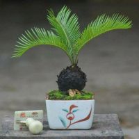 หัวหน่อ ปรงญี่ปุ่น Cycas siamensis ขนาดจิ๋ว 10-15 เซนติเมตร ขนาดเล็ก หายาก ส่วนใหญ่จึงนิยมปลูกปรงเป็นไม้ประดับ