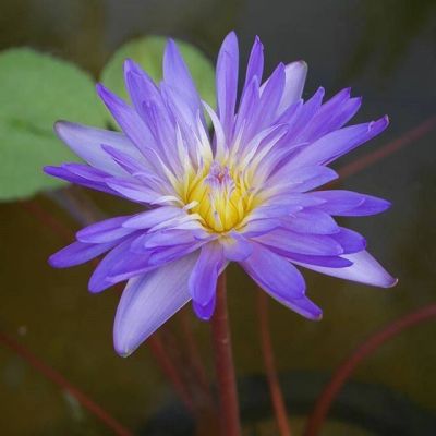 เมล็ดบัวผันไทยลูกผสม หรือบัวสี (water Lily) สีม่วง 5 เมล็ด.
