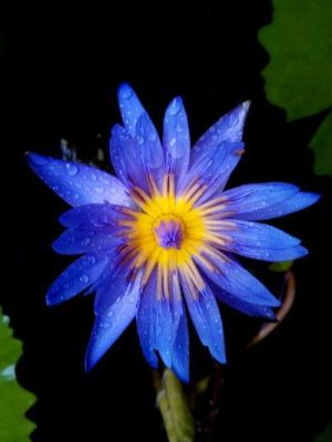 100 เมล็ด เมล็ดบัว ดอกสีน้ำเงิน ดอกเล็ก พันธุ์แคระ จิ๋ว ของแท้ 100% เมล็ดพันธุ์บัวดอกบัว ปลูกบัว เม็ดบัว สวนบัว บัวอ่าง Lotus Waterlily seed