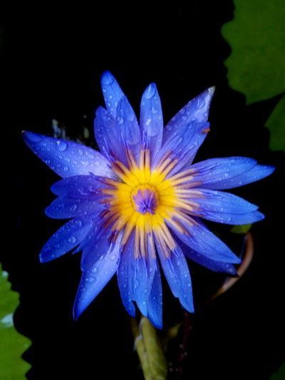 100-เมล็ด-เมล็ดบัว-ดอกสีน้ำเงิน-ดอกเล็ก-พันธุ์แคระ-จิ๋ว-ของแท้-100-เมล็ดพันธุ์บัวดอกบัว-ปลูกบัว-เม็ดบัว-สวนบัว-บัวอ่าง-lotus-waterlily-seed