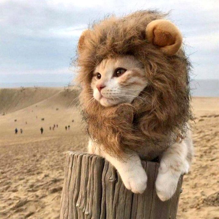 ZZOOI Cute Lion Mane Cat Wig Pet Small Dog Cats Costume Lion Mane ...