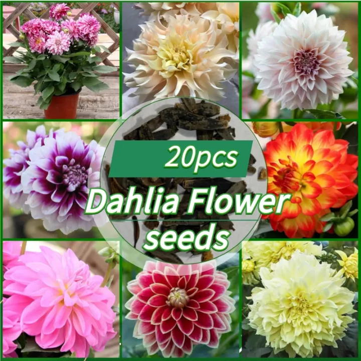 ☘️☘️☘️Ready Stock ของแท้100 20เมล็ด/ซอง Dahlia Flower seeds ต้นบอนสี