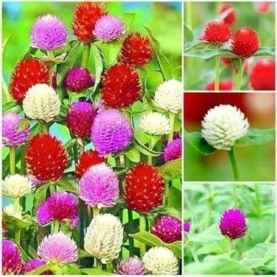 เมล็ดพันธุ์ บานไม่รู้โรย คละสี Gomphrena Mix Seeds ดอกไม้ พรรณไม้ คุณภาพ 100 เมล็ด ปลูกง่าย ออกดอกบ่อย ทนฝน ทนแดด