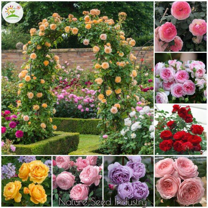[Fast Germination] Climbing Rose Seeds for Planting Flowers Rose Flower
