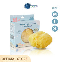 Chitida Natural Mediterranean Sea Sponge  ฟองน้ำธรรมชาติ 100% ชนิด Fine Silk สำหรับอาบน้ำ