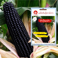 เมล็ดพันธุ์ข้าวโพดดำ - Black Glutinous Corn (เมล็ดพันธุ์นำเข้าจากต่างประเทศคุณภาพดี)