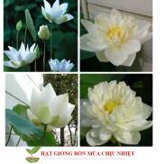 76A Hạt Giống Hoa Sen Trắng - 4 Hạt Đến Mùa Trồng Tết