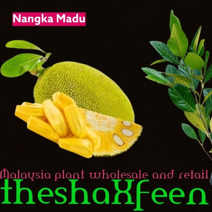 Pokok Nangka Madu Theshaxfeen Lazada