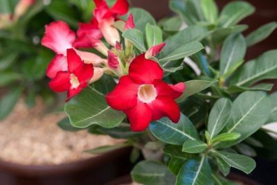 12 เมล็ด เมล็ดพันธุ์ ชวนชม สายพันธุ์ไต้หวัน ดอกชั้นเดียว Adenium Seeds กุหลาบทะเลทราย Desert Rose ราชินีบอนไซ อัตรางอก 80-90% มีคู่มือปลูก