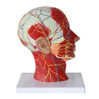 Human Head Neuroหลอดเลือดกล้ามเนื้อรุ่น Nasal Cavity Throat Brain Anatomy Model For Science Class Anatomy Study