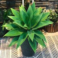 Agave S เทียมที่หายากขนาด55ซม. สำหรับตกแต่งในร่มสาขาพลาสติกเขตร้อนใบไม้สีเขียวปลอมระเบียงสวนสำนักงานโรงแรมตั้งโต๊ะในบ้าน