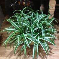 hot【cw】 Artificial Chlorophytum Fake Silk Orchid Leaves Floral Garden Decoration