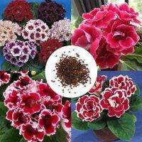 25 เมล็ดพันธุ์ เมล็ด กุหลาบนางฟ้า Gloxinia Seeds อัตราการงอก 80-85%