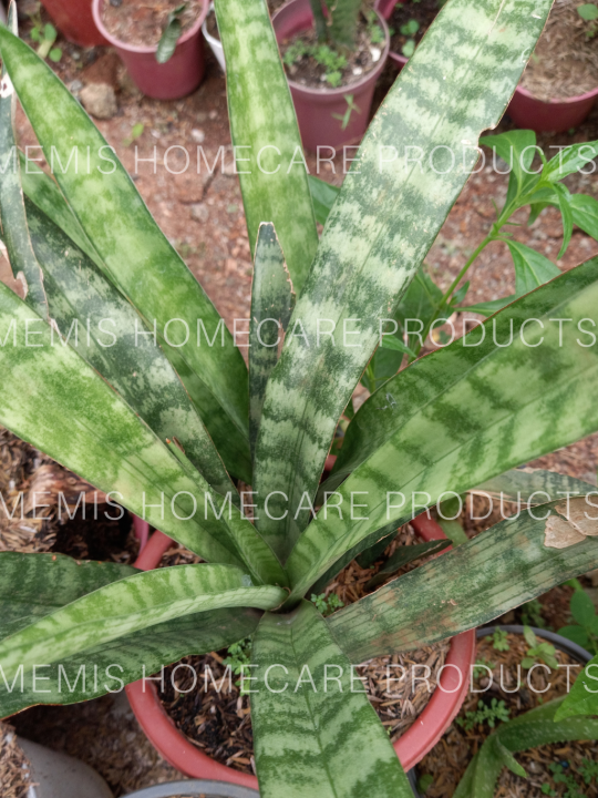 Sansevieria Parva Plant / Kenya Hyacinth Plant (Potted plant) Lazada PH