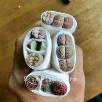 HOT** ไลทอป lithops set ชุดละ 69  ขนาด 0.8-1.2 cm ชุดละ 3 ต้น คละสี คละขนาด #ก้อนหินมีชีวิต #lithop#แคคตัส #น้องตูด ส่งด่วน พรรณ ไม้ น้ำ พรรณ ไม้ ทุก ชนิด พรรณ ไม้ น้ำ สวยงาม พรรณ ไม้ มงคล