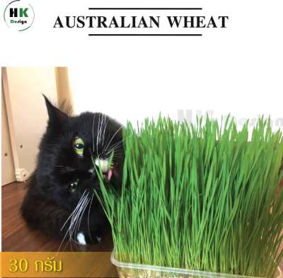 ชุดปลูกต้นข้าวสาลี ออร์แกนิค ข้าวสาลีออสเตรเลีย  อัตราการงอกสูง ขนาด 30กรัม และ 15 กรัม เกรดนำเข้า ราคาถูก Australian Wheat หญ้าแมว