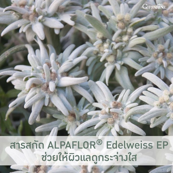 edelweiss-whitening-after-sun-for-face-เอดดัลไวส์-ไวท์เทนนิ่ง-อาฟเตอร์-ซัน-ฟอร์-เฟซ-โลชั่นบำรุงผิวหน้า