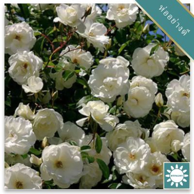 30 เมล็ด เมล็ดพันธุ์ กุหลาบพวง Floribunda Rose Seeds สีขาว ดอกหอม นำเข้าจากต่างประเทศ พร้อมคู่มือ เมล็ดสด ใหม่