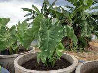 บอน บอนด่าง บอนโคโลคาเซีย มิลค์กี้เวย์ Colocasia Milky Way สายพันธุ์แท้ แบบตัดสด ชำเอง ใบจะมีด่างขาวนวล บางใบเป็นสีขาวทั้งหมด หายาก งานตามหา