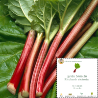 เมล็ดรูบาร์บ วิคตอเรีย Rhubarb victoria seed รูบาร์บ ต้นรูบาร์บ