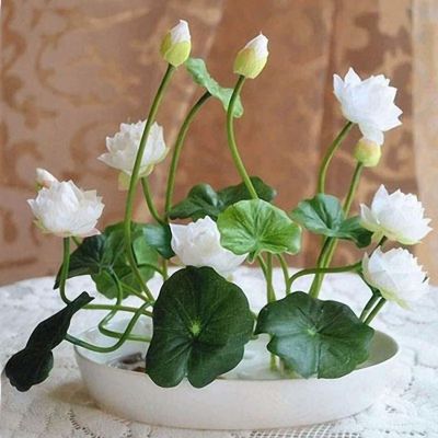 8 เมล็ด สีขาว เมล็ดบัว บัวญี่ปุ่น บัวญี่ปุ่นแคระ เมล็ดเล็ก ดอกดกทั้งปี ของแท้ 100% Lotus Waterlily seed มีคู่มีวิธีปลูก รหัส 002