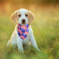 【CW】 Blueberry Pet Dog Collar American Flag Dog Bandanas Reversible Triangle Bibs Scarf For 4th Of July Independence Day USA Pet