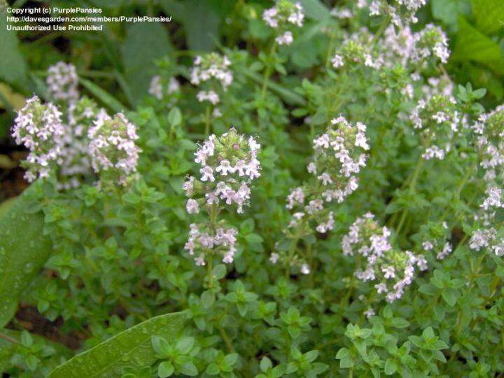 300+ เมล็ด ไทม์อังกฤษ English Thyme Lazada.co.th