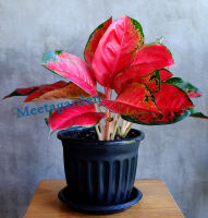 ส่งฟรี Aglaonema red in 8" pot ( 3-4 plants in the pot) ต้นแก้วกาญจนา สุขสมใจปอง กระถาง 8" นิ้ว พร้อมจานรอง มีหลายต้นในกระถางค่ะ ส่งต้นที่โชว์ตามรูปเลยค่ะ