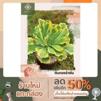 ( โปรโมชั่น+++ )++ ต้นทองอำพัน นาคราชสีทอง Euphorbia poison ต้นไม้มงคล สูง 10 นิ้วจากกระถาง ราคาดี ต้นไม้ ฟอก อากาศ กระถาง ต้นไม้ ไม้ ประดับ ต้นไม้ ปลูก ใน บ้าน