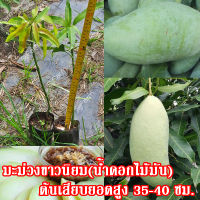 1 ต้น พันธุ์มะม่วงน้ำดอกไม้มัน(ขาวนิยม) ต้นเสียบยอดสูงประมาณ 35-40 ซม.จัดส่งพร้อมถุงเพาะชำ