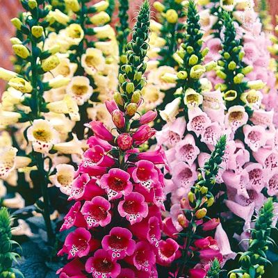 เมล็ดพันธุ์ ดอกฟ๊อกเลิฟ ดิจิทาลิส digitalis purpurea foxglove excelsior 1000 เมล็ด เมล็ดพันธุ์นำเข้าจาก อังกฤษ.