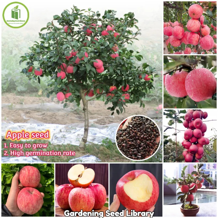[Easy to grow] Apple Bonsai Seeds Fruit Seeds for Planting (50 Seed