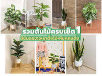 ?รวมฮิตต้นไม้สูง90-100ซม. **ครบเซต** (ต้นไม้+กถ.มินิมอล7"ขาว+ขาตั้งไม้8"+หินตกแต่งฟรี)  ( ต้นไม้ปลอม ต้นไม้ประดิษฐ์ Leeartplants )