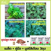 (โปร++) ชุดปลูกผัก Kale [เคล รัสเซียสีแดง, ลาชินาโต, ไซบีเรียน, เคลใบหยิก] [เมล็ดพันธุ์70เมล็ด + คู่มือ + มูลไส้เดือน950g.3ถุง] ส่วนลด เมล็ดพันธุ์ พันธุ์ข้าว เมล็ดหญ้า เมล็ดข้าวโพด