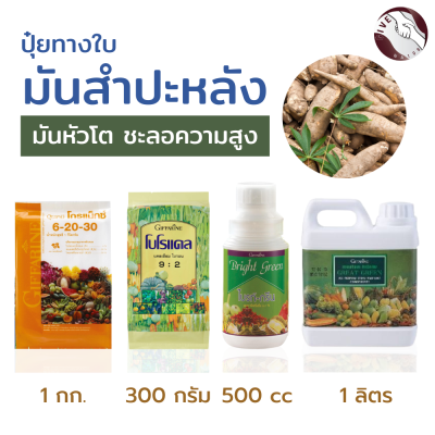 #จัดส่งฟรี#ปุ๋ยมันสำปะหลัง #เร่งหัวมันโต #ชะลอความสูง3 มันโต #รสชาติหวาน #ปุ๋ยกิฟฟารีนของแท้ #ปุ๋ยกิฟฟารีน