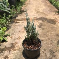 ต้นสนบลู สนใบฟ้า กระถาง 5 นิ้ว ต้นสูง 20-30 ซม.Picea pungens